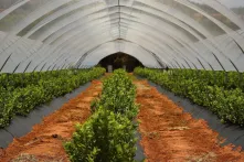 Food System Ertharin Cousin