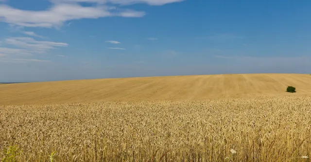 Ukraine Krieg Food Security Energy Lebensmittel Weizen 